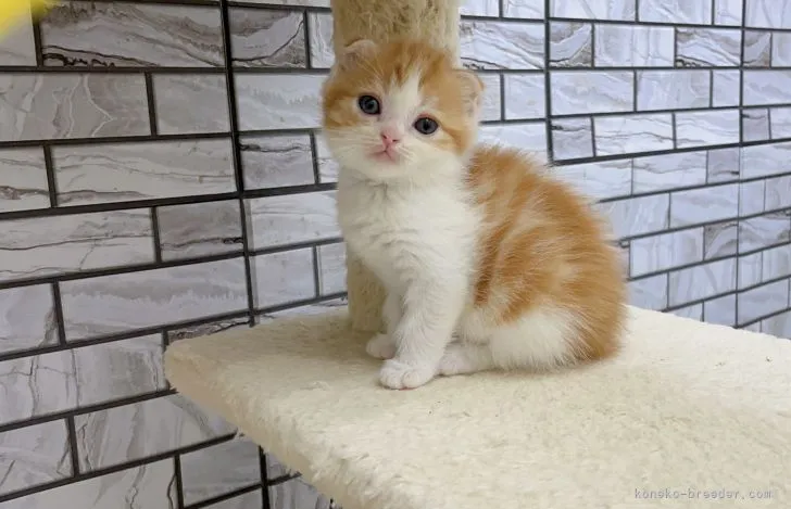 ID:2201-01185の子猫
