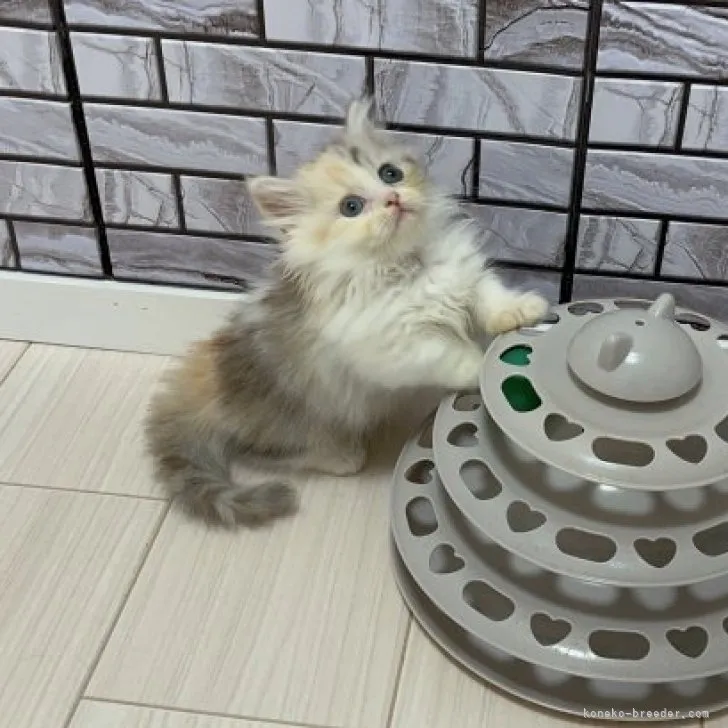 ID:2308-03036の子猫