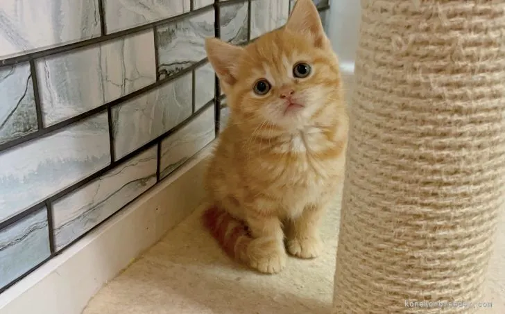 たくや 様のお迎えした子猫