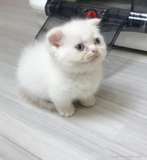 ID：1904-01757の子猫