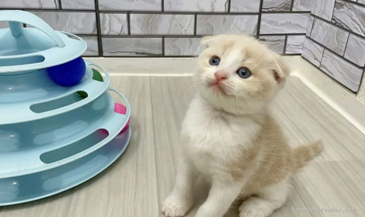 ID:2206-01225の子猫