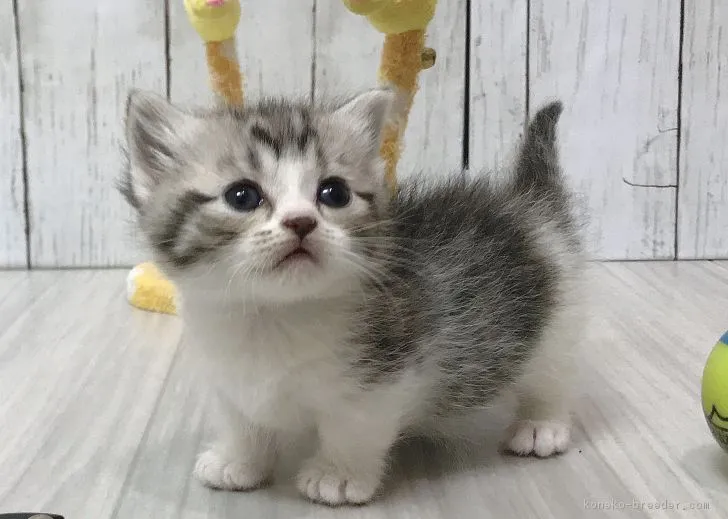 ID:1903-00047の子猫