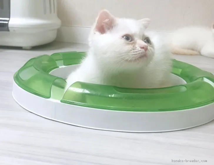 ちゃこリマオラ 様のお迎えした子猫