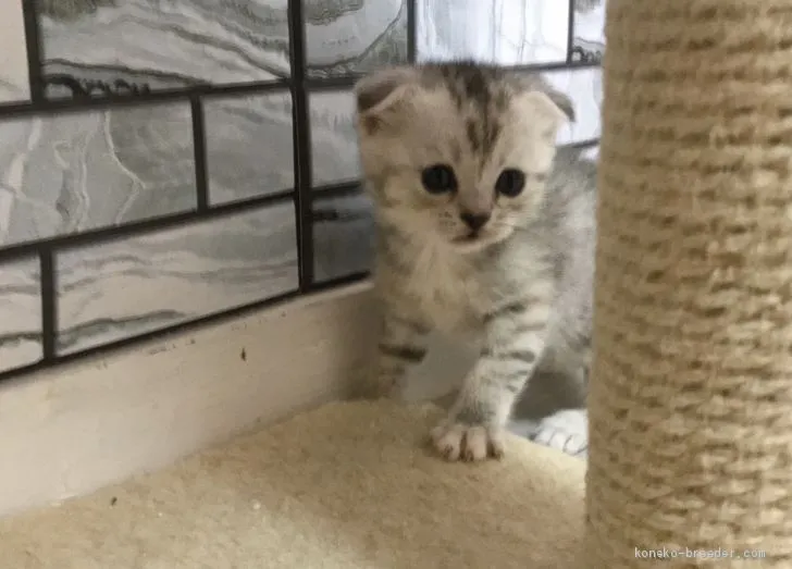 くみんすう 様のお迎えした子猫