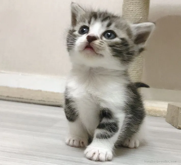 ID:1903-00049の子猫