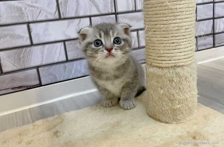 るー 様のお迎えした子猫