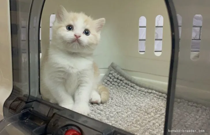 ma 様のお迎えした子猫