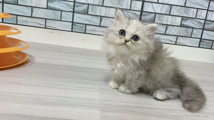 ID:2108-01623の子猫