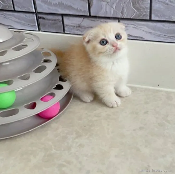 ID：2305-02822の子猫