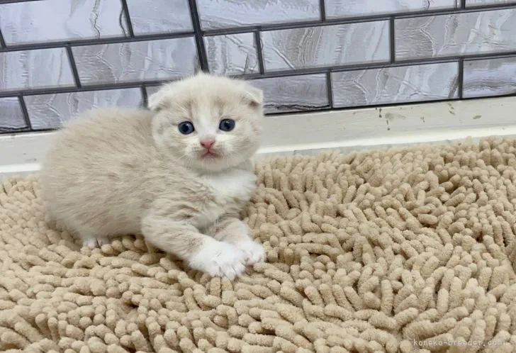 ID:2203-01252の子猫