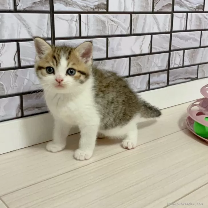 パパ 様のお迎えした子猫