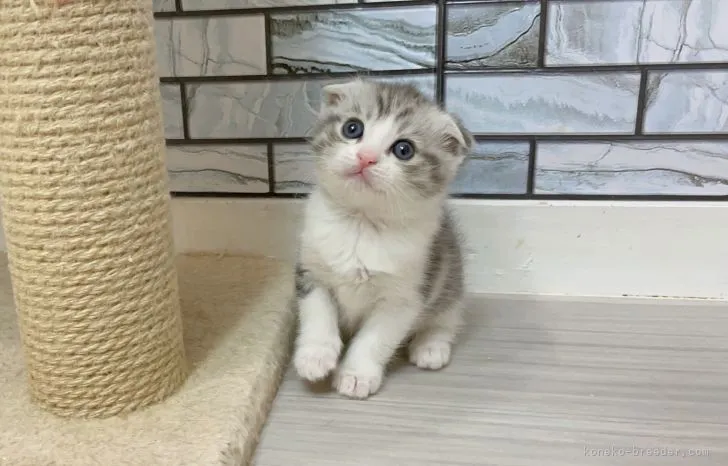 Y.S 様のお迎えした子猫