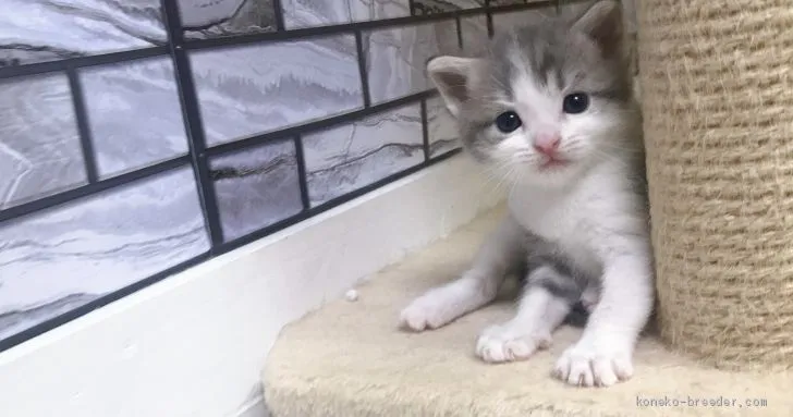 K.I 様のお迎えした子猫