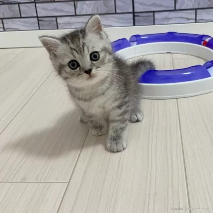 ID:2406-00918の子猫