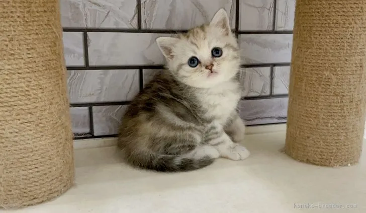 ID:2204-02546の子猫
