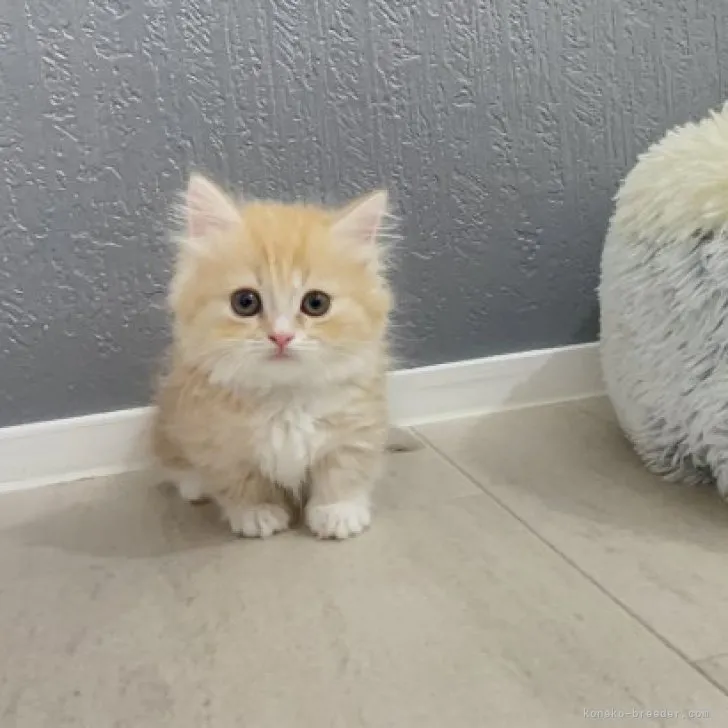 ID:2306-00763の子猫