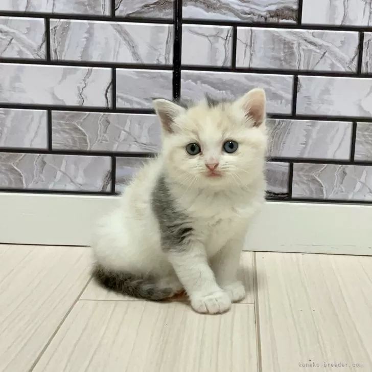 H.M 様のお迎えした子猫