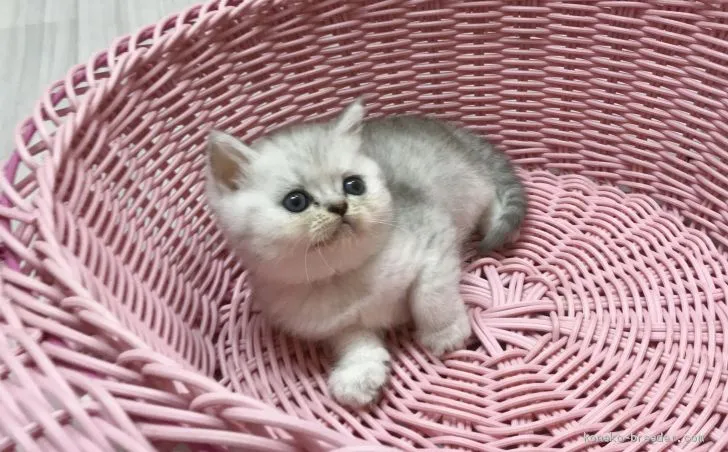 ID：2007-01152の子猫