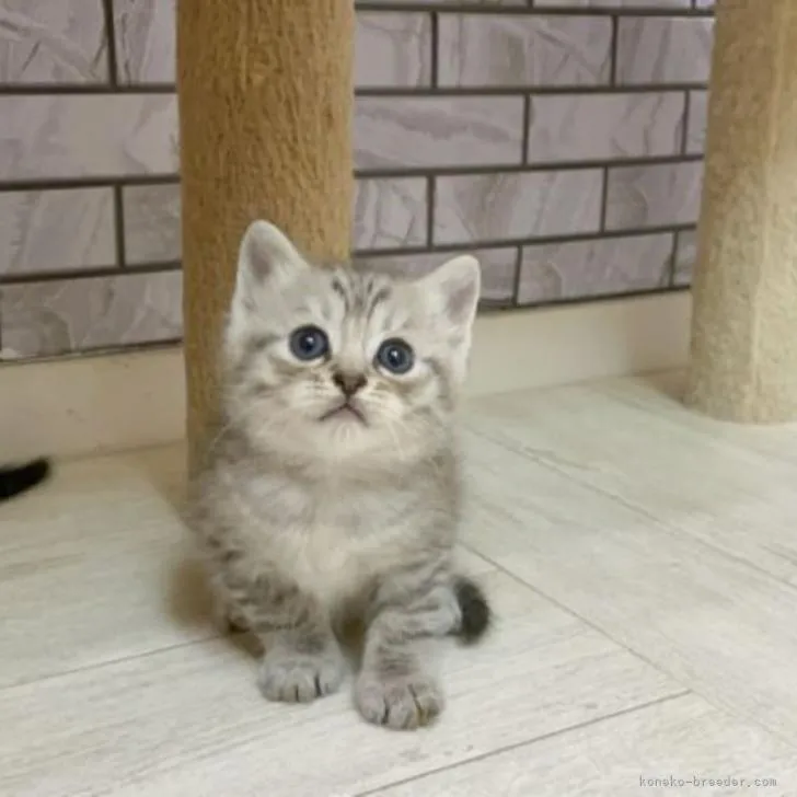 ID：2208-01678の子猫