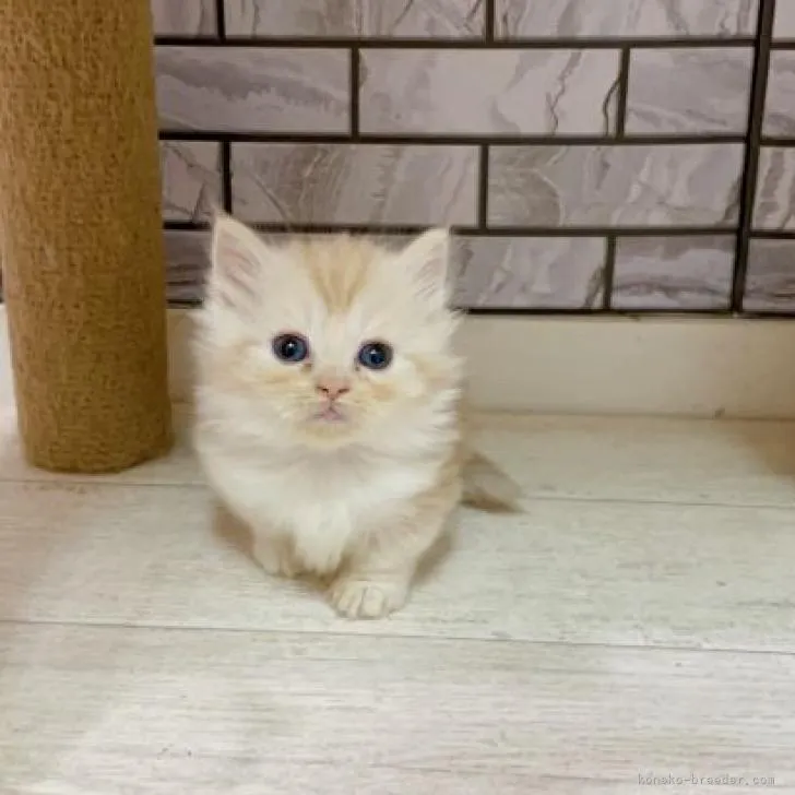 ID:2210-02618の子猫