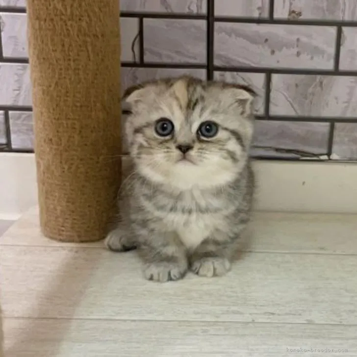 ID：2210-00614の子猫