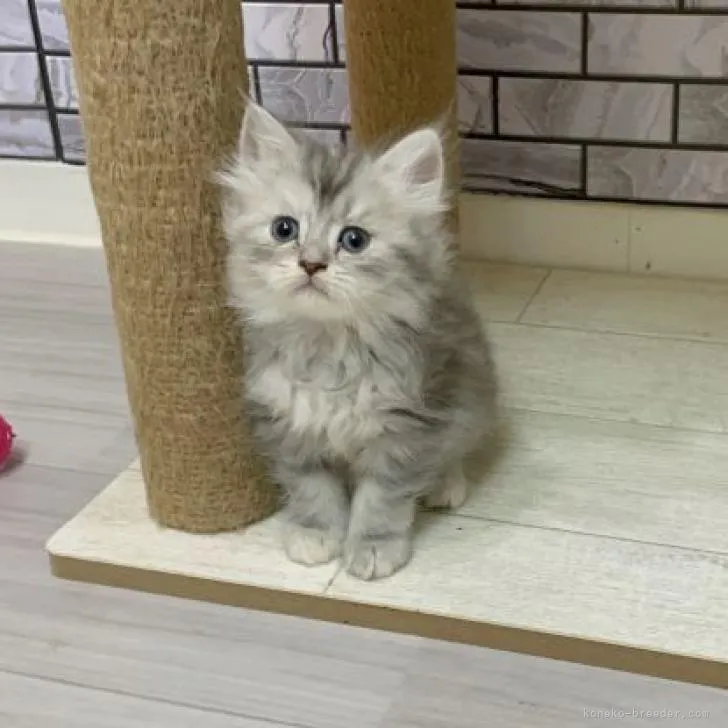 ID:2208-01367の子猫