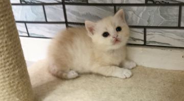 マンチカン(長足)【福岡県・男の子・2021年1月11日・クリームタビー】の写真「✨丸顔の人気のカラーの男の子です😊」