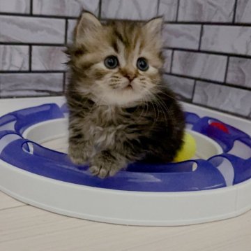 ミヌエット(長足)【福岡県・女の子・2024年10月15日・ブラウンタビー（セミロング）】の写真「✨お目目くりくりのアイラインが可愛い女の子です😊」