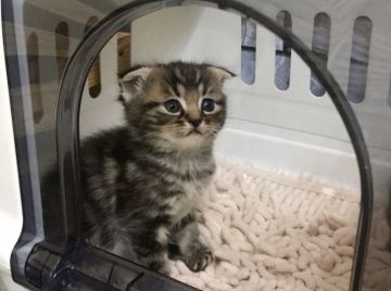 マンチカン(長足)【福岡県・男の子・2020年2月2日・ブラウンクラシックタビー（ショート）】の写真「⭐︎耳折れ・綺麗なクラシックタビー柄男の子です😊」