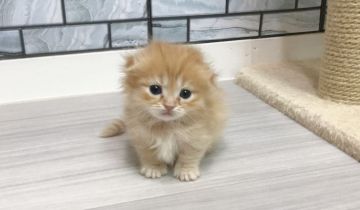 マンチカン(短足)【福岡県・女の子・2020年12月27日・レッドタビー】の写真「✨モフモフ、丸顔の女の子です😊」