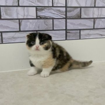 マンチカン(短足)【福岡県・女の子・2023年3月31日・キャリコ（ショート）】の写真「✨お顔もお目目もまんまるでおっとりした女の子です😊」