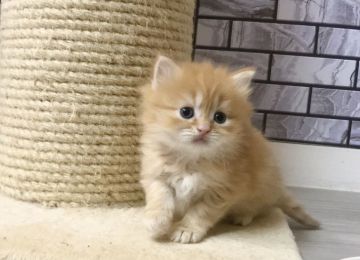 マンチカン(長足)【福岡県・女の子・2019年12月3日・レッドタビー（セミロング）】の写真「✨まん丸顔のモフモフな女の子です😊」