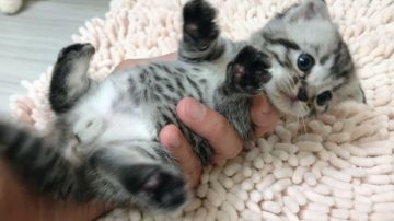 マンチカン(短足)【福岡県・男の子・2019年6月5日・シルバーマッカレルタビー（ショート）】の写真「✨綺麗なマッカレルタビー柄の男の子です😊」