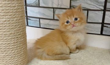 マンチカン(短足)【福岡県・女の子・2021年2月22日・レッドタビー（セミロング）】の写真「✨モフモフの短足の女の子です😊」