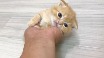 マンチカン(短足)【福岡県・女の子・2019年8月3日・レッドタビー（ショート）】の写真「✨ずんぐりむっくりで、されるがままの女の子です☺️」