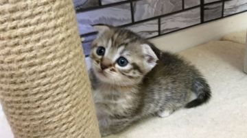 マンチカン(短足)【福岡県・女の子・2019年10月6日・ブラウンマッカレルタビー（ショート）】の写真「✨まん丸お顔の耳折れの女の子です😊」