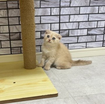マンチカン(長足)【福岡県・女の子・2023年4月22日・クリーム（ショート）】の写真「✨甘えん坊の耳折れの女の子です😊」