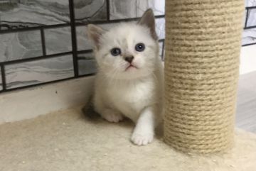 マンチカン(長足)【福岡県・女の子・2021年1月11日・ブルーパッチドタビー&ホワイト】の写真「✨まん丸顔のポイントが可愛い女の子です😊」