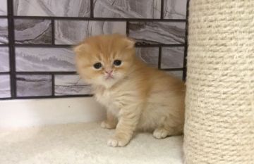 マンチカン(長足)【福岡県・女の子・2019年12月3日・レッドタビー（セミロング）】の写真「✨ザ！まる顔・モフモフな女の子です😊」