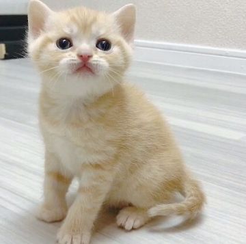 マンチカン(長足)【福岡県・女の子・2019年1月22日・レッドタビー（ショート）】の写真「丸顔の女の子です😊」