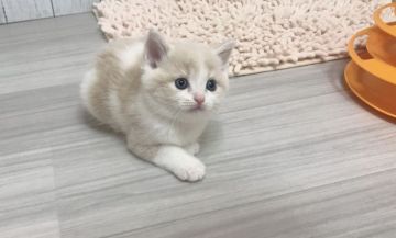 マンチカン(長足)【福岡県・男の子・2019年5月26日・クリームタビー&ホワイト（ショート）】の写真「ハチワレ・まん丸お顔のぶりんぶりんの男の子です😊」