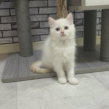 マンチカン(長足)【福岡県・女の子・2023年6月27日・シールポイント（ショート）】の写真「✨まん丸お顔のポイントカラーが可愛い女の子です😊」