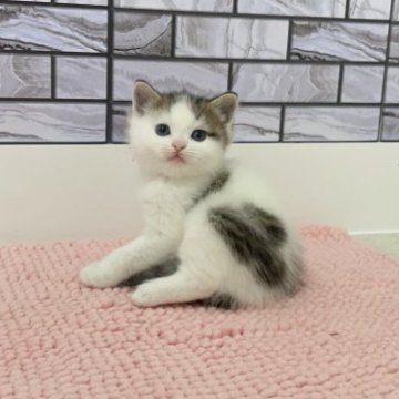 マンチカン(長足)【福岡県・男の子・2023年4月8日・ブラウンタビー&ホワイト（ショート）】の写真「✨ホワイトが多めで綺麗なカラーの男の子です😊」