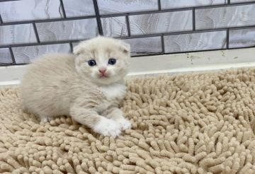 マンチカン(長足)【福岡県・女の子・2022年2月9日・クリーム&ホワイト（ショート）】の写真「✨人気のミルクティーカラーの女の子です😊」
