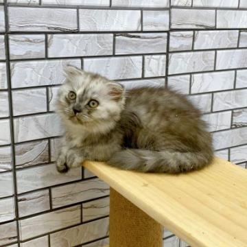 マンチカン(短足)【福岡県・女の子・2022年6月2日・シルバータビー（セミロング）】の写真「✨くりくりお目目でモフモフな女の子です😊」