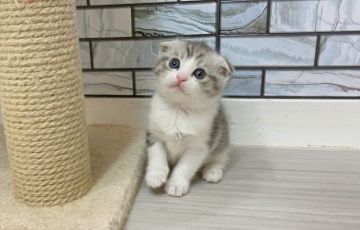 マンチカン(長足)【福岡県・男の子・2021年2月22日・シルバータビー&ホワイト（ショート）】の写真「✨まん丸顔の人気のカラーの男の子です😊」