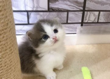 マンチカン(短足)【福岡県・男の子・2019年8月13日・ブルー&ホワイト（セミロング）】の写真「激かわのまん丸顔のモフモフくんです😊」