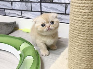 マンチカン(短足)【福岡県・女の子・2019年12月3日・クリームタビー（ショート）】の写真「✨ザ！まる顔でずんぐりむっくりな女の子です😊」