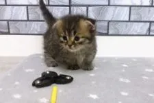 マンチカン(短足)【福岡県・男の子・2020年2月2日・ブラウンタビー】の写真1