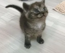 マンチカン(長足)【福岡県・男の子・2019年3月20日・ブルー】の写真2